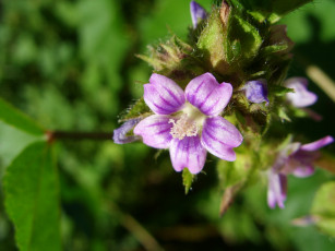 Картинка цветы луговые полевые