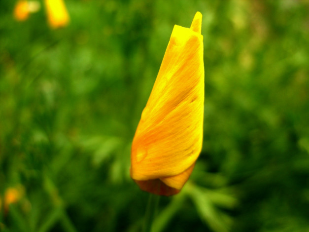 Обои картинки фото цветы, эшшольция