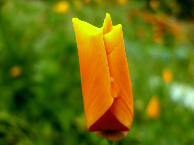 Обои картинки фото цветы, эшшольция