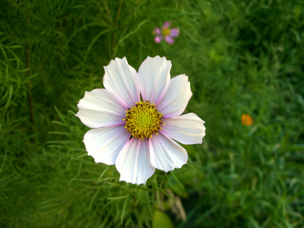 Обои картинки фото цветы, космея