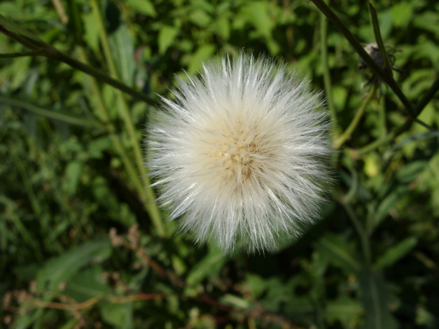 Обои картинки фото цветы, луговые, полевые