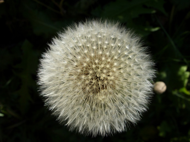 Обои картинки фото цветы, одуванчики