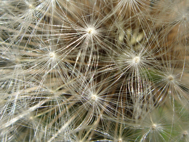 Обои картинки фото цветы, одуванчики