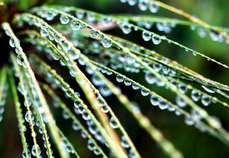 Картинка природа макро трава капли воды