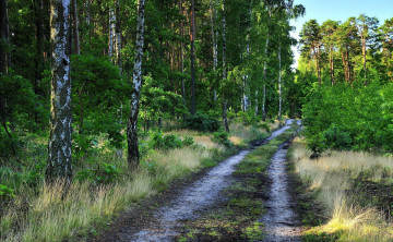Картинка природа дороги берёзы лес