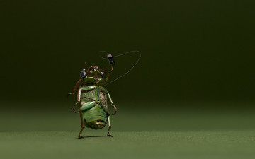 Картинка юмор приколы музыка жук