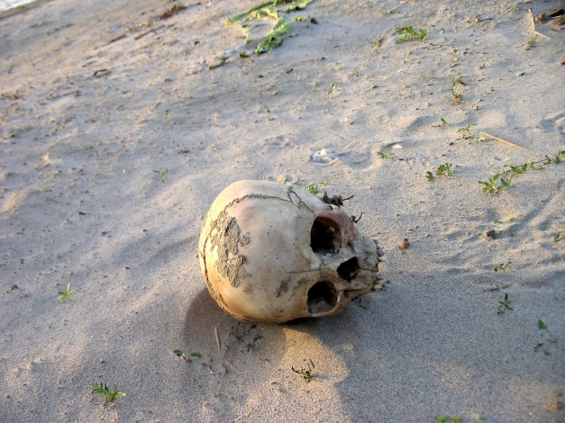 Обои картинки фото разное, кости, рентген, песок, череп