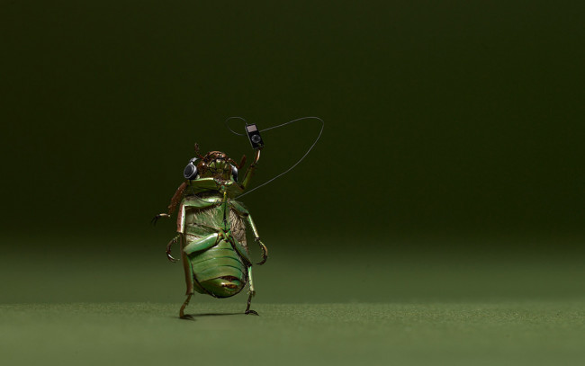 Обои картинки фото юмор, приколы, музыка, жук