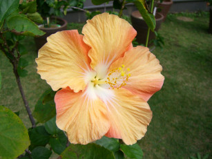 Картинка цветы гибискусы гибискус