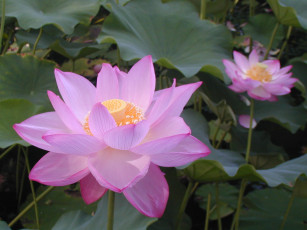 Картинка цветы лотосы лотос