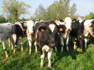 Картинка животные коровы буйволы