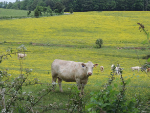 Картинка животные коровы буйволы