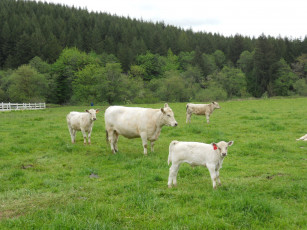 Картинка животные коровы буйволы