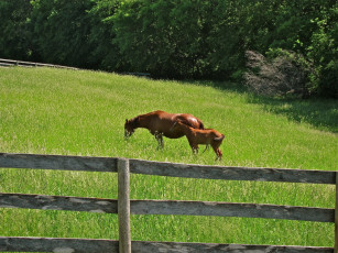 Картинка животные лошади