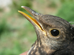 Картинка животные птицы клюв