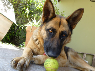 Картинка животные собаки собака