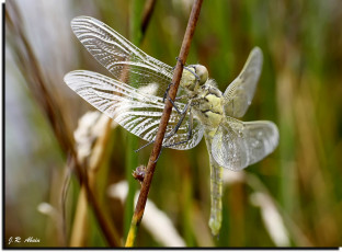 Картинка животные стрекозы стрекоза