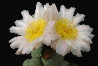 Картинка цветы кактусы белый