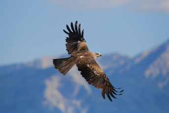 Картинка животные птицы хищники орел