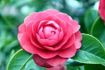 Картинка цветы камелии розовый лепестки