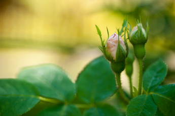 Картинка цветы розы бутоны нежность