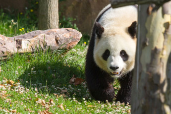 Картинка животные панды панда