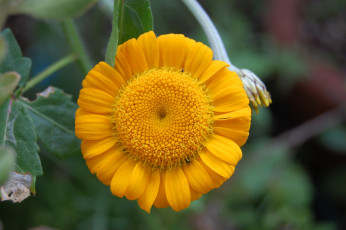 Картинка цветы цветок