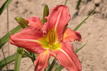 Картинка цветы лилии лилейники