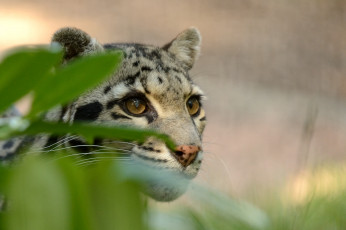 Картинка животные леопарды голова взгляд дымчатый леопард