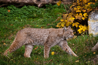 Картинка животные рыси крадется рысь