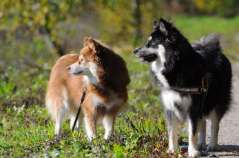 Картинка животные собаки