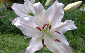 Картинка цветы лилии лилейники капли