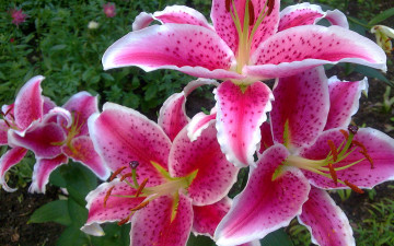 Картинка цветы лилии лилейники крапинки