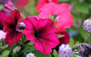 Картинка цветы петунии калибрахоа розовый