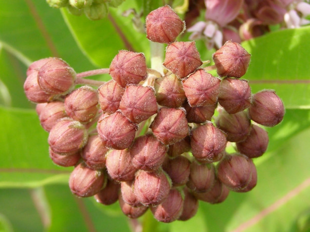 Обои картинки фото цветы, бутоны