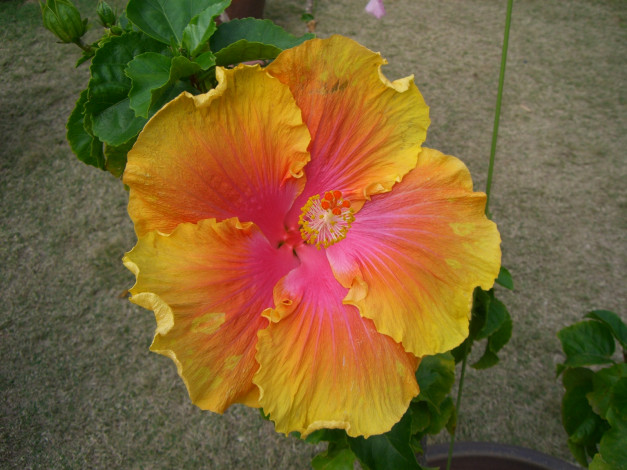 Обои картинки фото цветы, гибискусы, гибискус