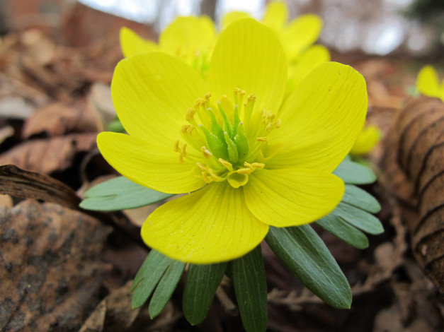 Обои картинки фото цветы, калужницы, лютики, цветок