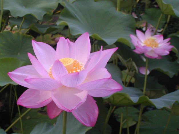 Обои картинки фото цветы, лотосы, лотос