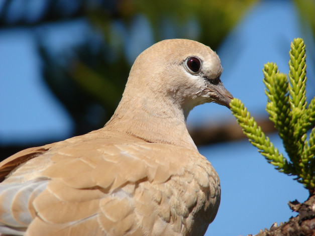 Обои картинки фото животные, голуби, ветка