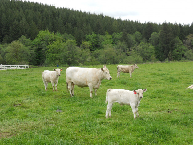 Обои картинки фото животные, коровы, буйволы