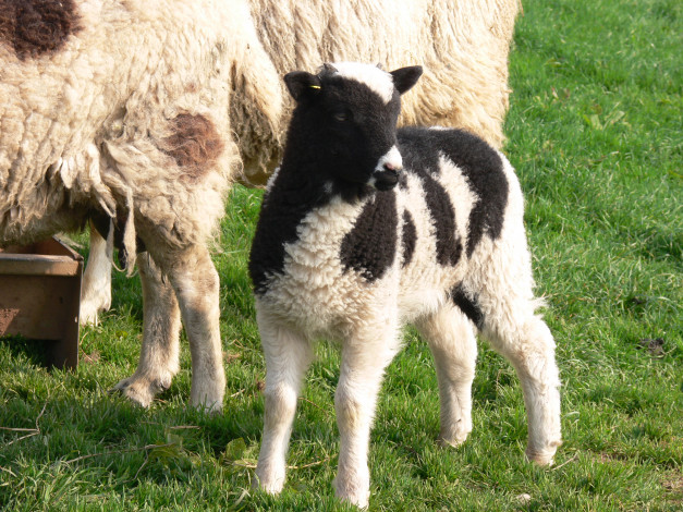 Обои картинки фото животные, овцы, бараны, овечка