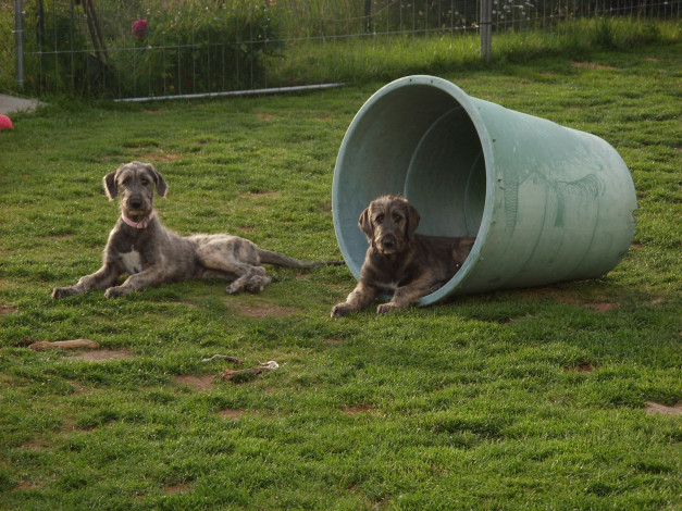 Обои картинки фото животные, собаки