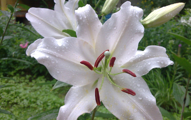 Обои картинки фото цветы, лилии, лилейники, капли