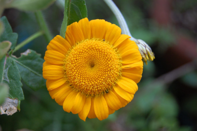 Обои картинки фото цветы, цветок