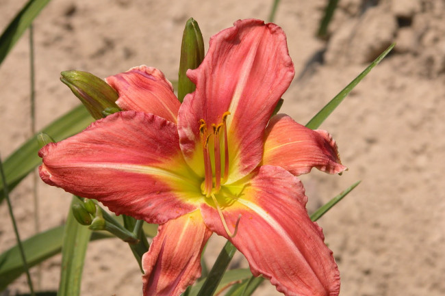 Обои картинки фото цветы, лилии, лилейники