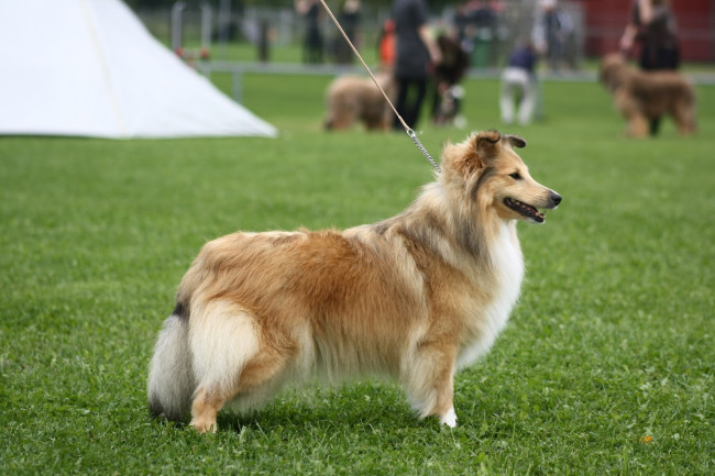 Обои картинки фото животные, собаки, собака