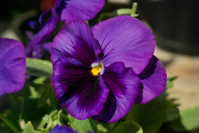 Обои картинки фото цветы, анютины, глазки, садовые, фиалки, фиолетовый