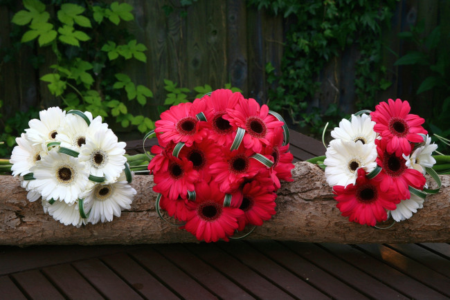 Обои картинки фото цветы, герберы, белый, букеты, красный