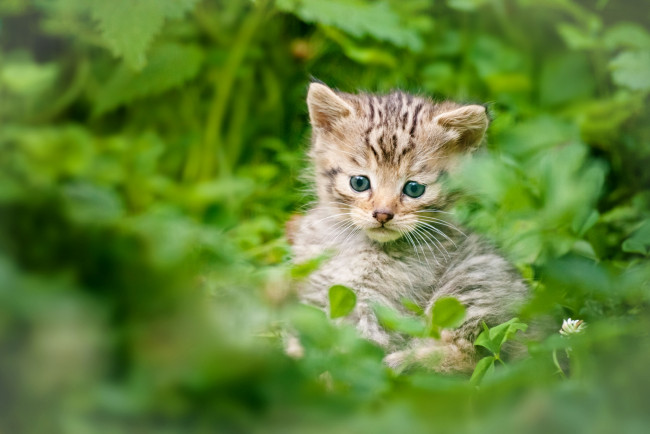 Обои картинки фото животные, дикие, кошки, котенок, дикий