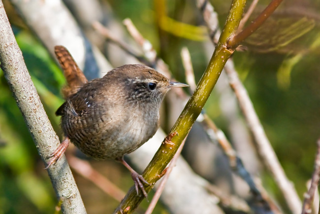 Обои картинки фото животные, птицы, воробей